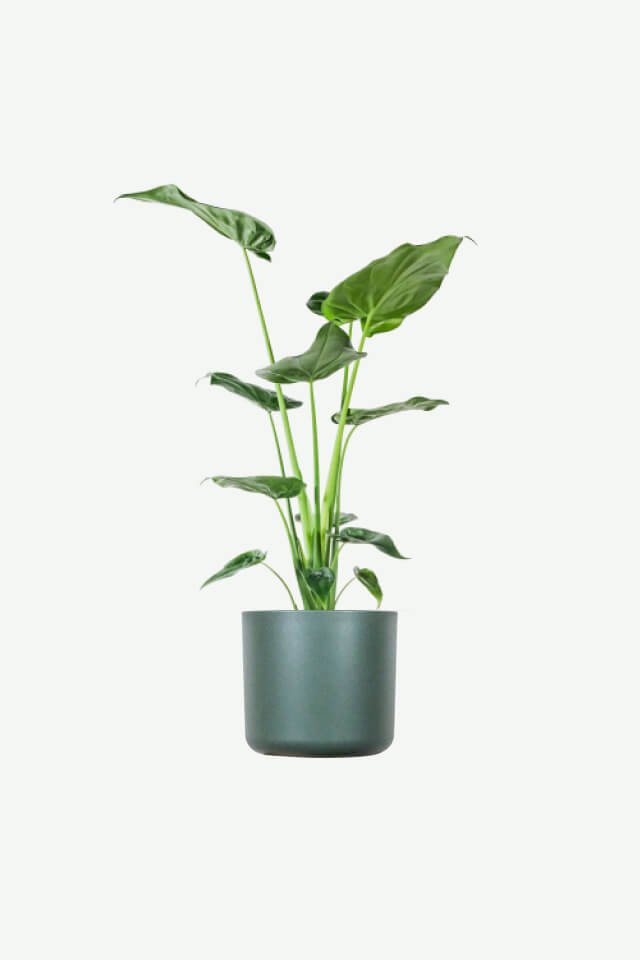 plants-ecommerce-product-featured-img-17 Alocasia Regal Shield
