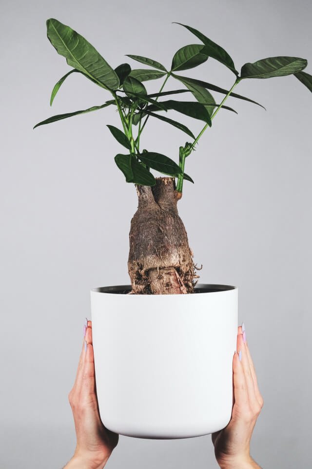 plants-shop-product-gallery-img-17 Pachira Braid - Image 2