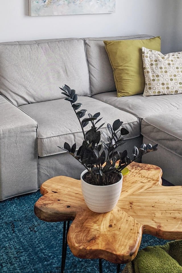 plants-shop-product-gallery-img-3 Calathea Rufibarba - Image 2